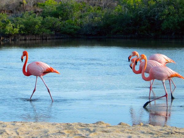 The Galapagos is a place that can be visited at any time. great for vacation packages travel tours