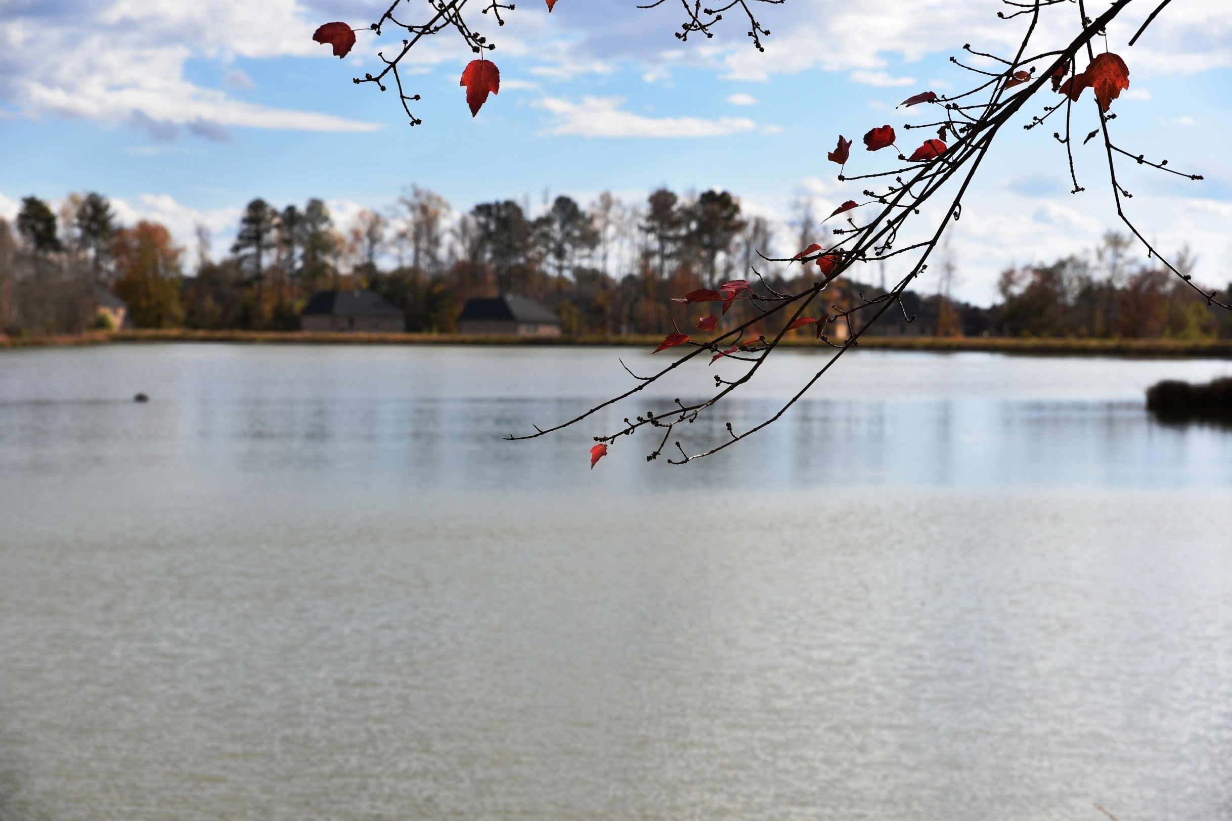 New Homes. Dove Lake