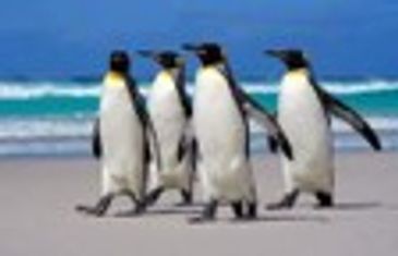 Four penguins walking on a beach by the ocean.