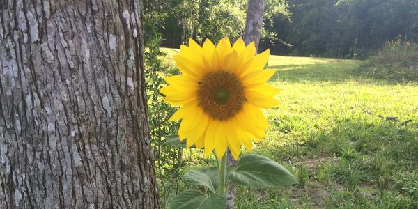 Trees and nature at a secluded rv park and campground in Alvin, Texas near Galveston and Houston.
