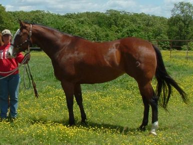 Tell a Gelding, Ask a mare. Horse Sayings - Red Poster for Sale by  redwolfegraphic