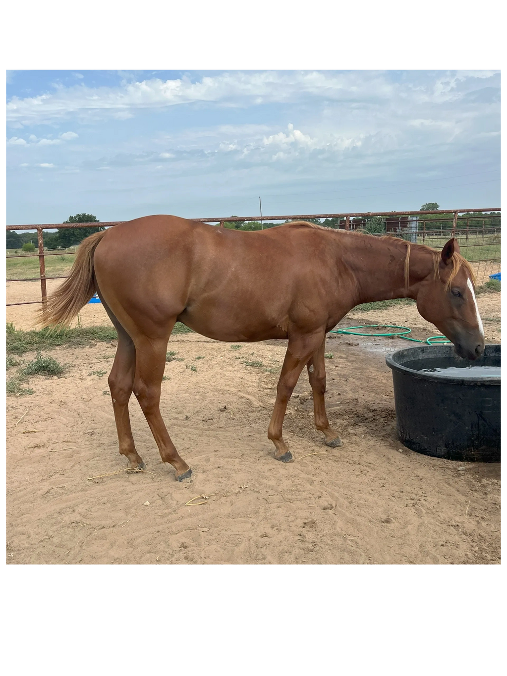 Yearlings Loving Life