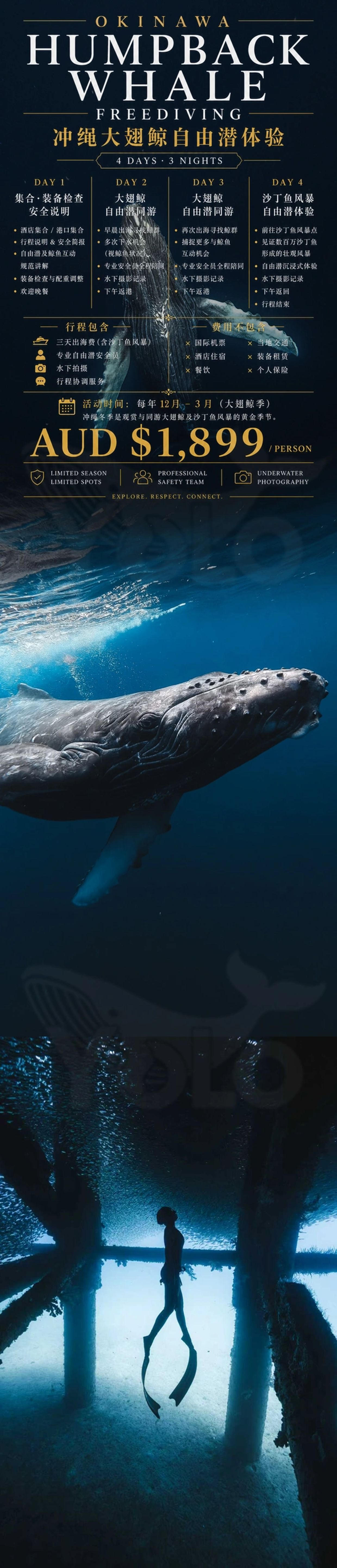 沖縄のザトウクジラ自由潜体験ツアーの案内ポスター。