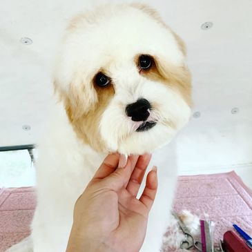 Pet - Grooming / Salon - The puppy Empire