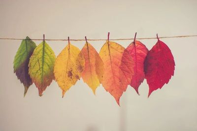 Leaves transitioning in color from green to red hung on a string.