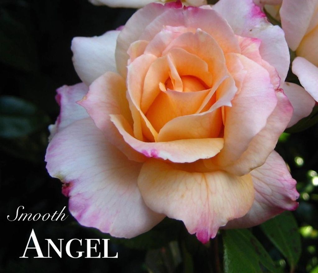 Highly fragrant .
Grows to about 1.2m high.
Dark green foliage.
Grow well in a pot or in the garden.