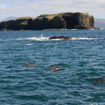 Whale and dolphin watching Scotland