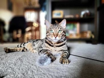Brown Spotted Bengal 