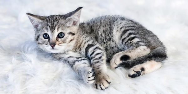 Kitten Contract Kitten Contract