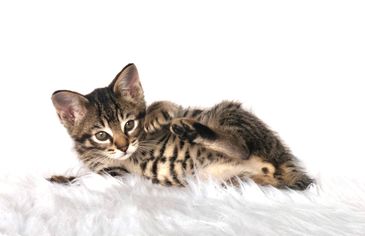 Brown Spotted F3 Savannah Kitten 