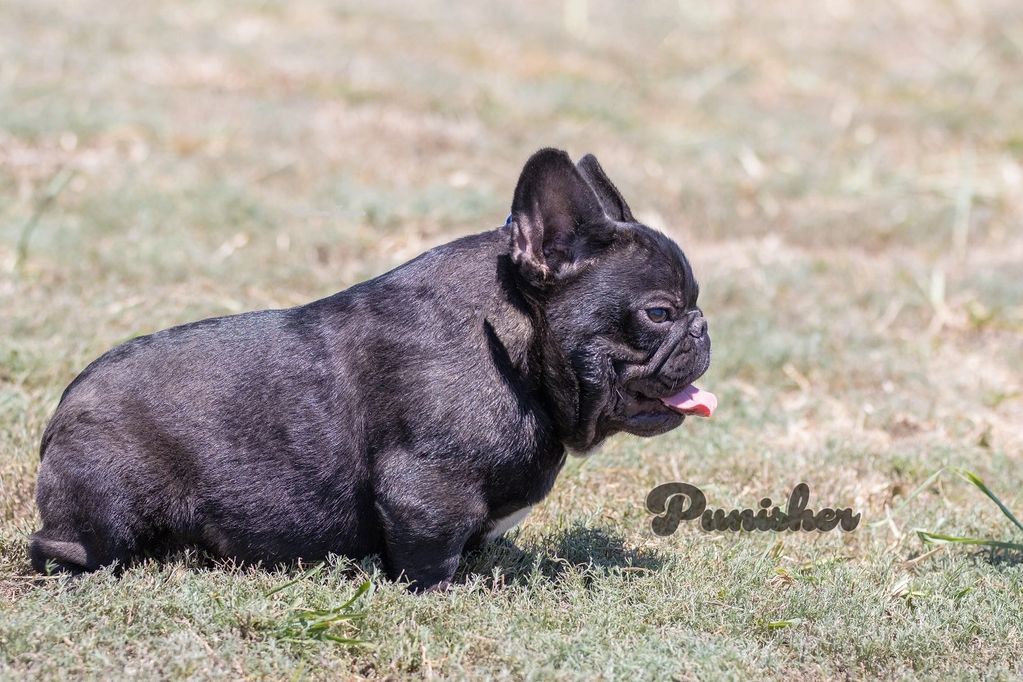 Black French Bulldog sitting on grass with tongue out.