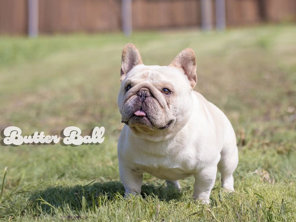 A cute French Bulldog standing on grass with the name 'Butter Ball' in text.