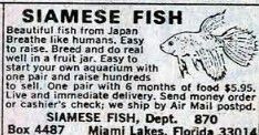 Siamese fish ad