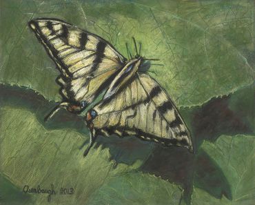 Butterfly
Pastel
20"x16"