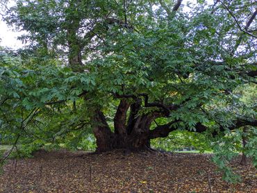 Brooklyn, Causcian Wignut 