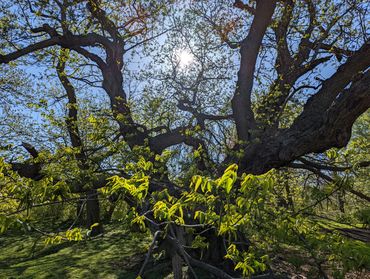 Brooklyn, Causcian Wignut 04 29 2022