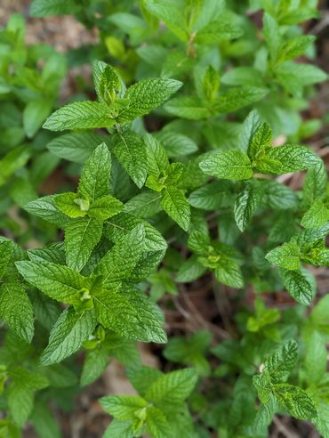 Mint Produce
Farm to table Photography