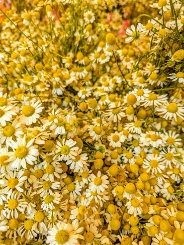 Chamomile Produce Farmer's Market Photography Farm To Table