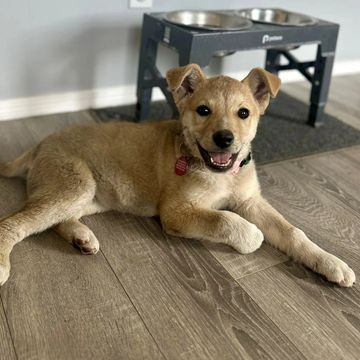 Happy puppy lying on wooden floor near elevated dog bowls.