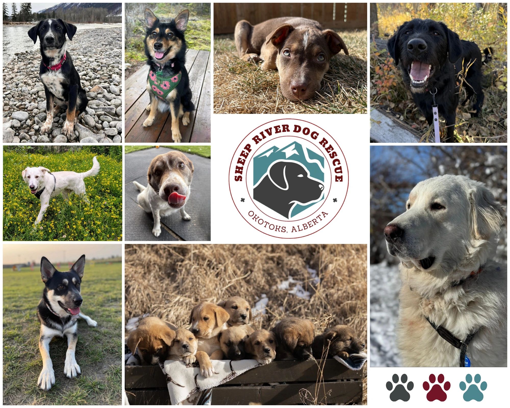 Adoptable Dogs | Sheep River Dog Rescue