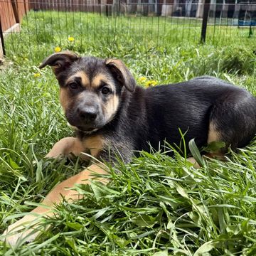 A young German Shepherd puppy lying in the grass outdoors.