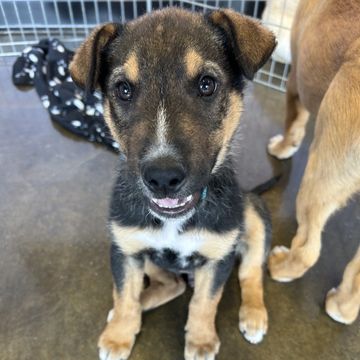 **Adoption Trial**