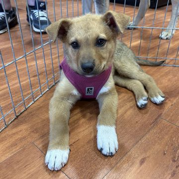 Cute puppy wearing a purple harness lying on wooden floor inside a playpen.