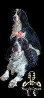   Music City Springers
English Springer Spaniels USA