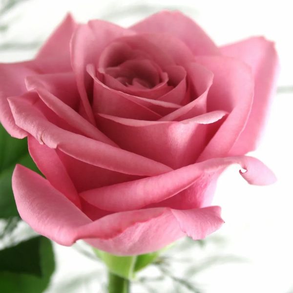 A pink rose