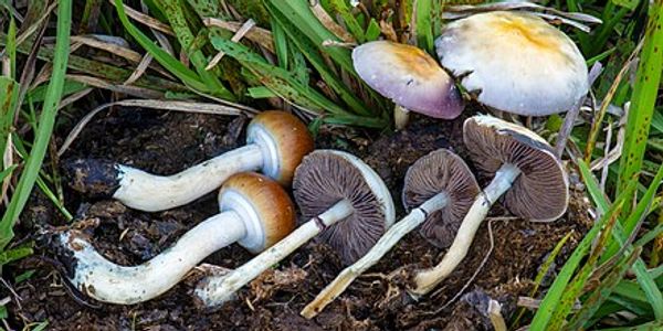 Psilocybe Cubensis mushrooms growing from cow dung in grass