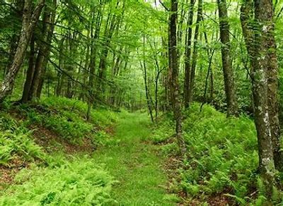 fresh green spring growth in a forest 