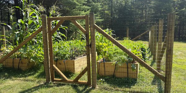 A fenced garden with wooden raised beds full of green plants and corn.