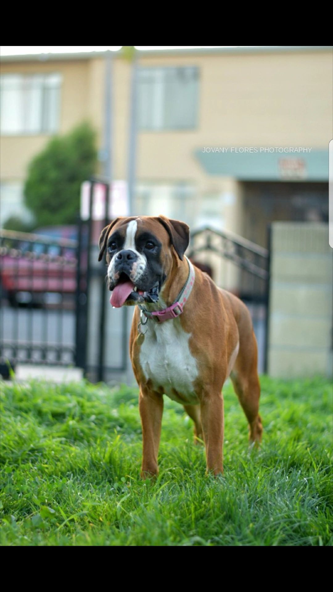 Female Boxer with her tongue hanging out.