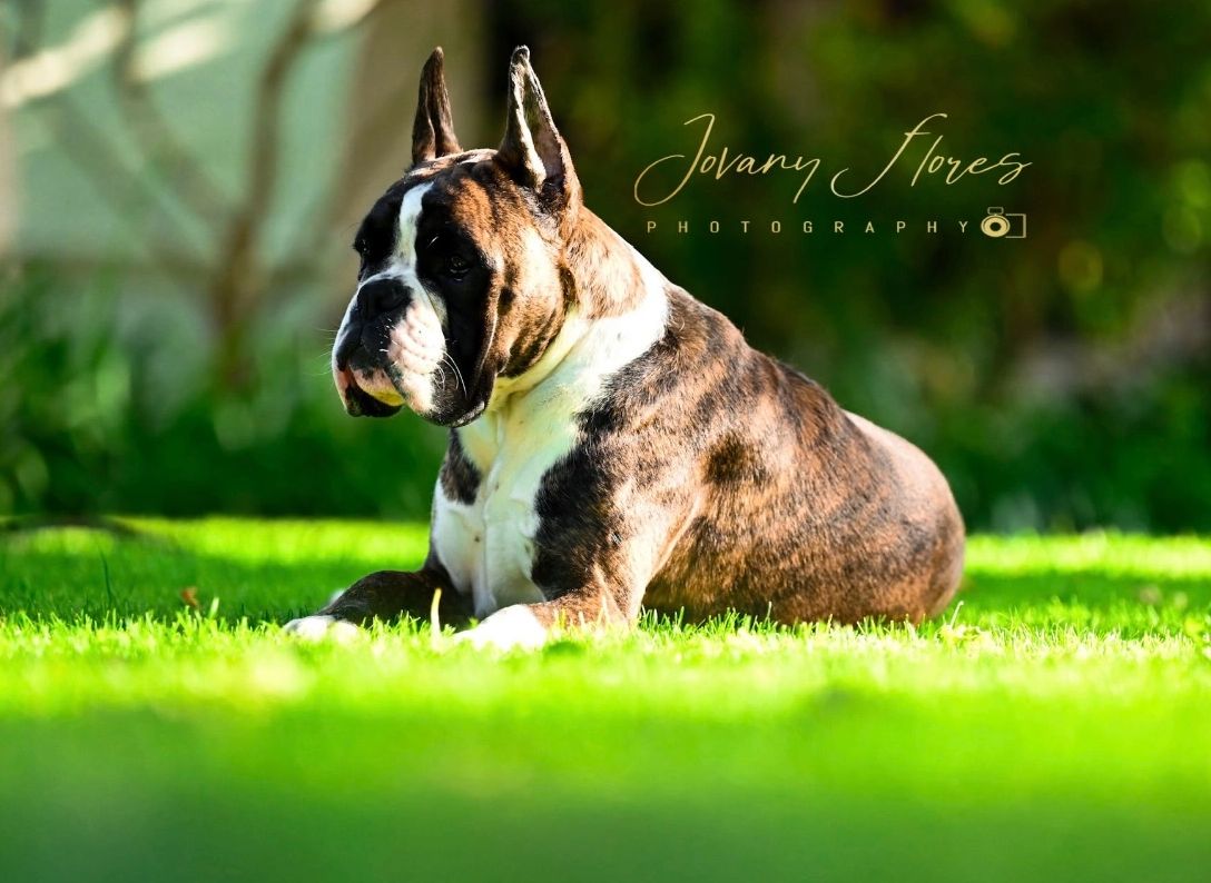 A male boxer laying on the lawn.