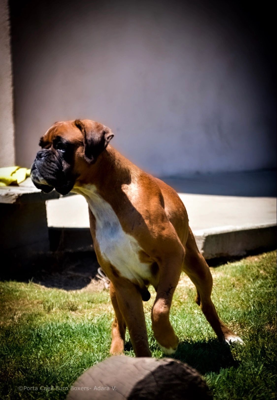 Female Boxer posing.