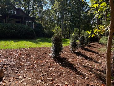 A row of small trees in a yard with sunlight and fallen leaves.