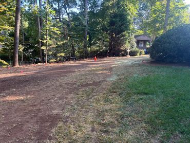 Wooded area with grass and a small structure in the distance.