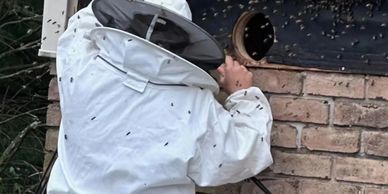 Bee removal 