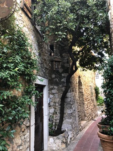 Narrow stone alleyway with a tree growing alongside rustic walls and potted plants.