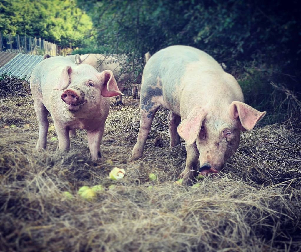 Our are reared just a stone's throw away from our shop, enjoying rooting around in the wood & snacki