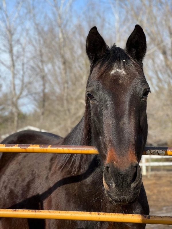 Horse of The Month