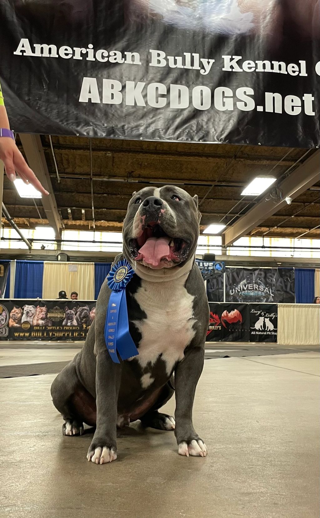 Drego one 1st place for XL American Bully at his 1st time competing at an ABKC event. 