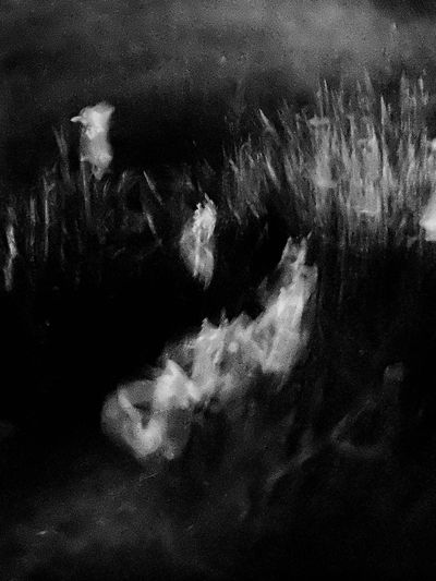 Photo: Daffodils in Moonlight