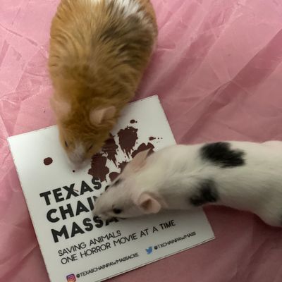 Exotic Animal Adoption | Texas ChainPaw Massacre