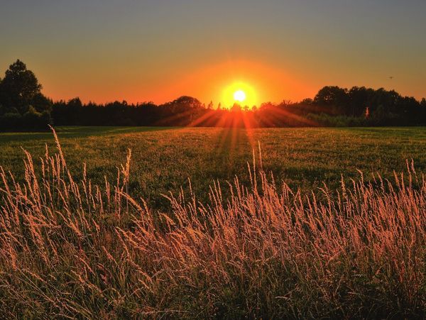 A picture of the sunset in a field