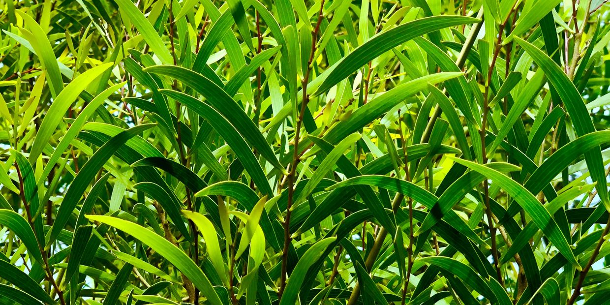 Acacia Confusa leaves