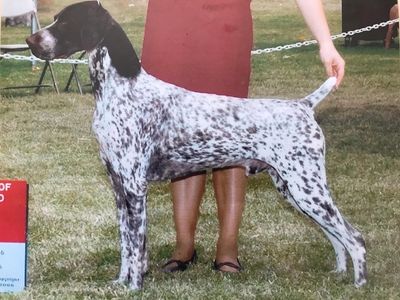 German Shorthaired Pointer Club Of Southern California