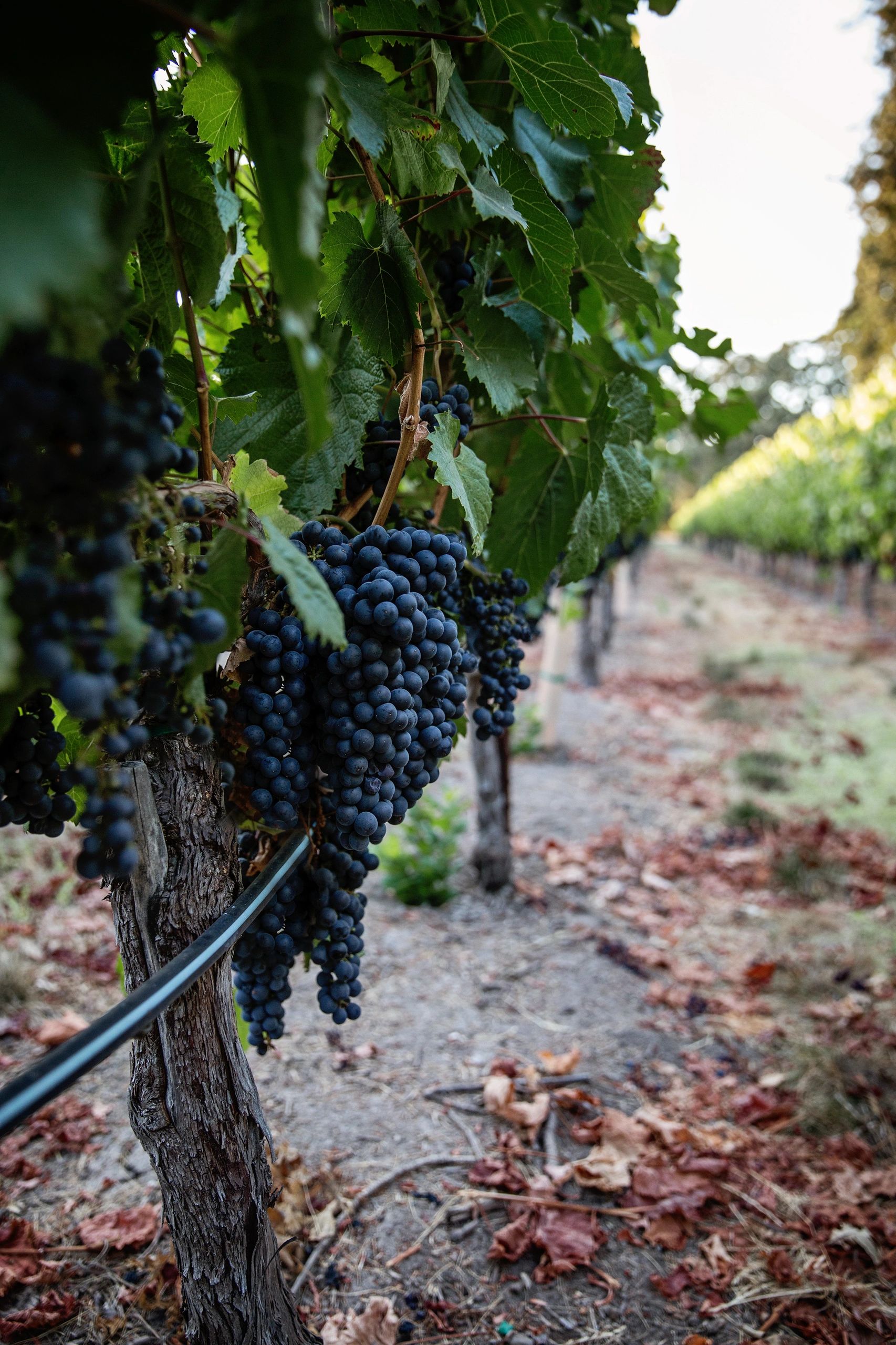 Refuge Wines hero image