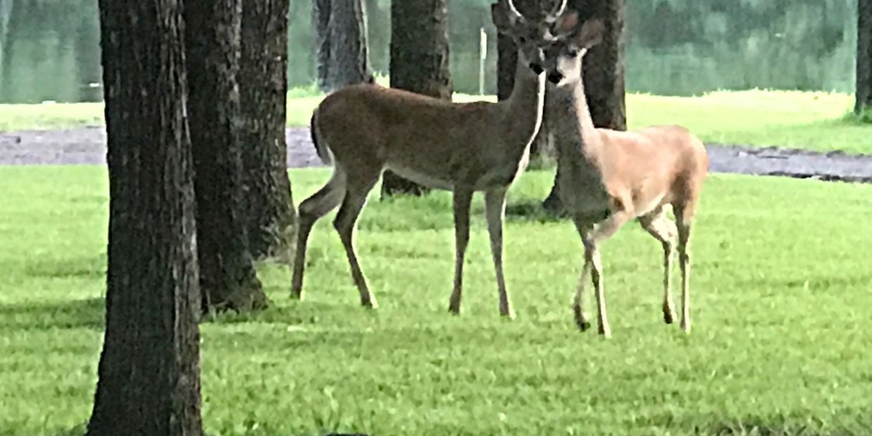 These 2 adorable deer came up to welcome us right after we moved to Lake Fork.