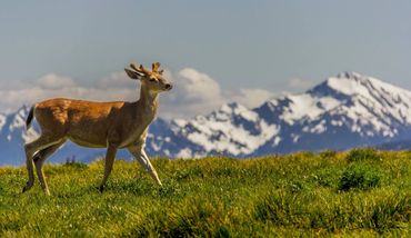 A wandering deer in Hurricane Ridge, Olympic National Park, Washington